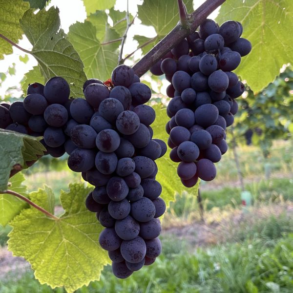 الوساطة التجارية في استيراد العنب من مصر إلى السعودية